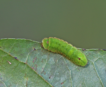 White M Hairstreak
caterpillar